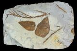 Two Detailed Fossil Mulberry Leaves - Montana #97771-1